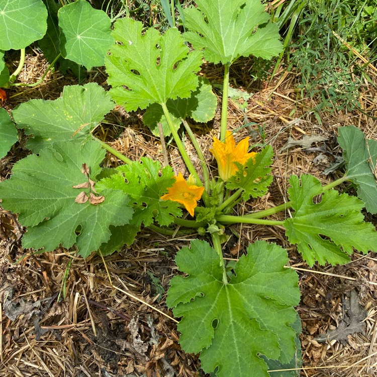 plant image 1345605
