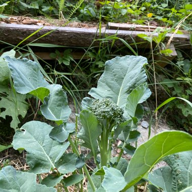 Brassica oleracea (Italica Group)