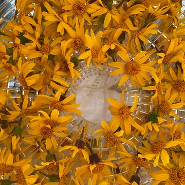 Arnica