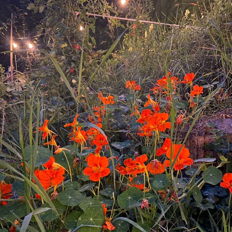 Plant image Tropaeolum majus 'Gleam Hybrids'