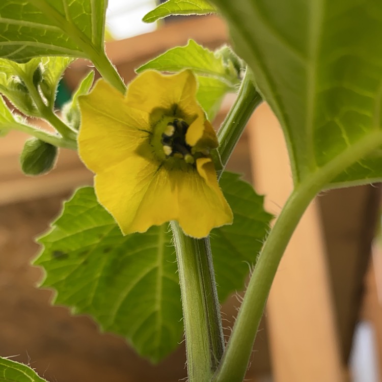 plant image 1476962