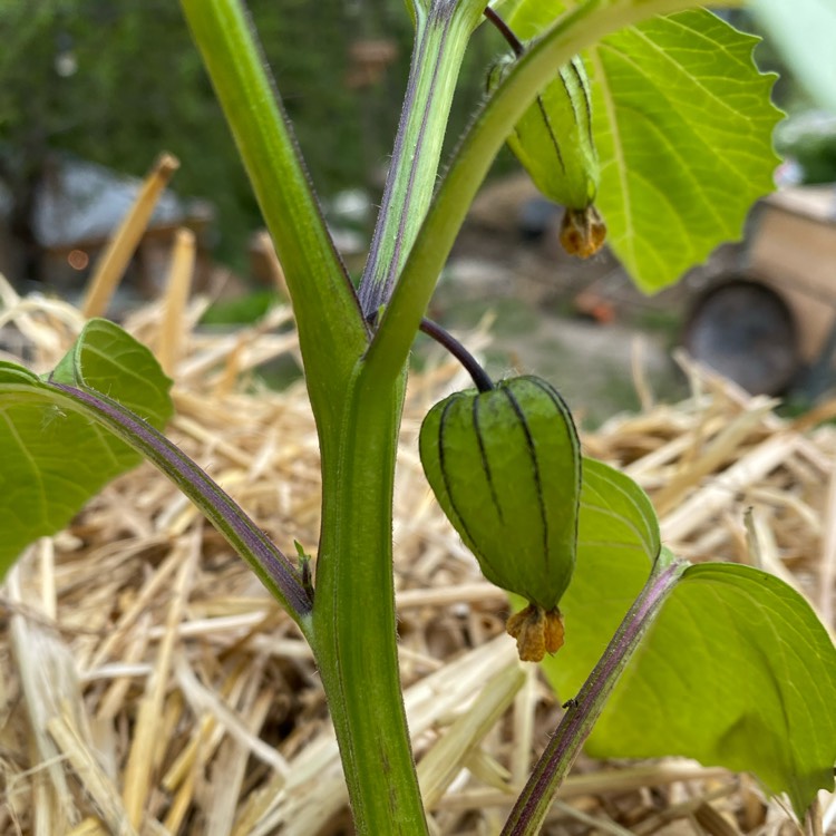 plant image 1486499