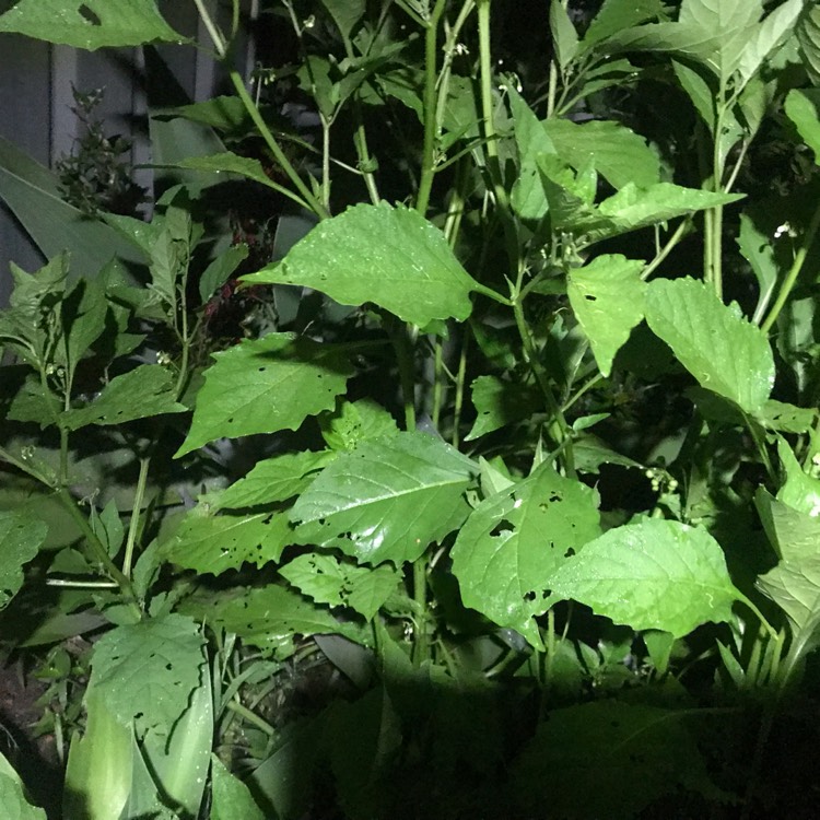 Plant image Solanum americanum