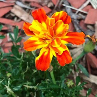 David's garden