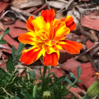 David's garden