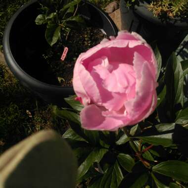 Peony