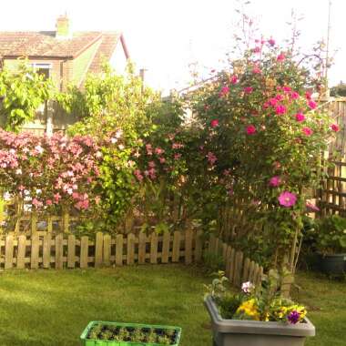 Michele's garden