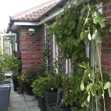Michele's garden