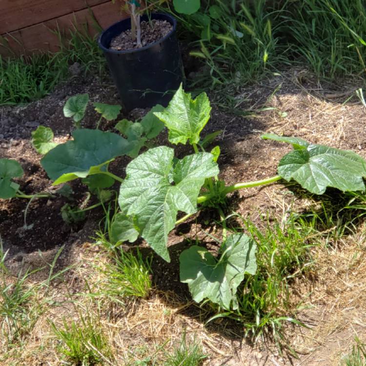 Plant image Cucurbita pepo 'Jack Be Little'