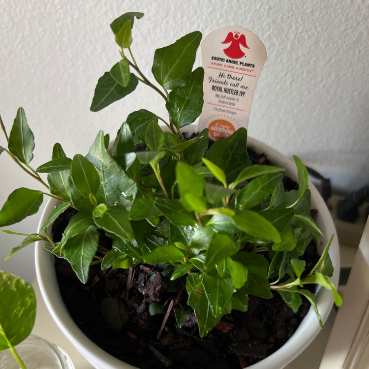 Plant image Hedera helix 'Royal Hustler'