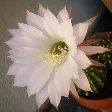 Echinopsis  syn. Lobiviopsis