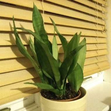 Sansevieria