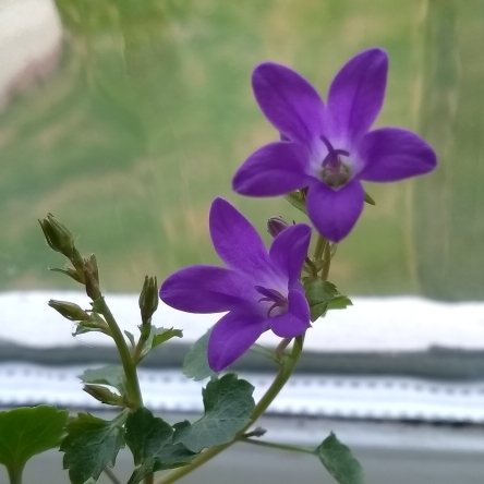 plant image 694189