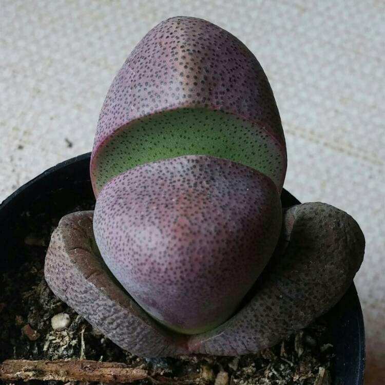 Plant image Pleiospilos nelii