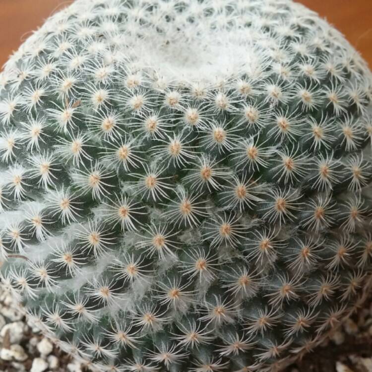 plant image 321701