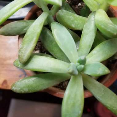 xGraptosedum Francesco Baldi