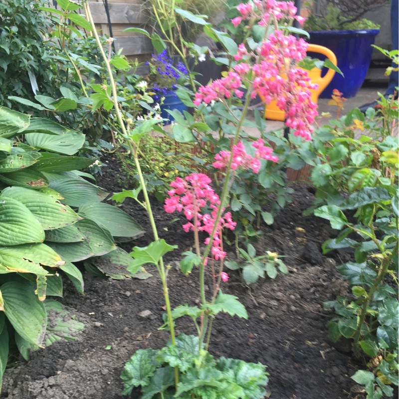 Plant image Heuchera 'Georgia Peach'