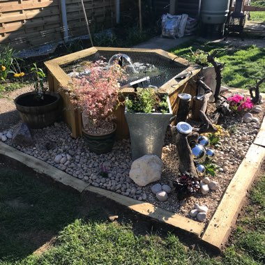 Colin's garden