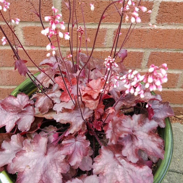 Plant image Heuchera 'Fire Chief'