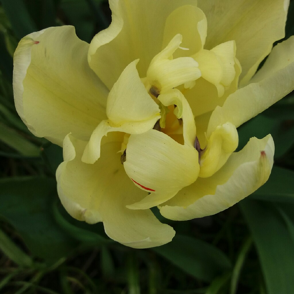 plant image 35681