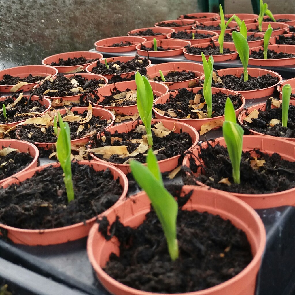 Joanne's garden
