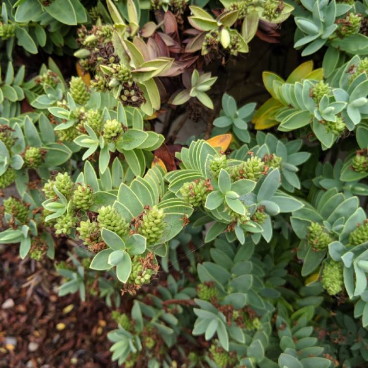 Plant image Hebe buxifolia