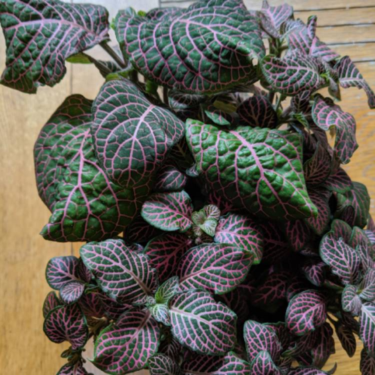 Plant image Fittonia Verschaffeltii 'Pink Angel'