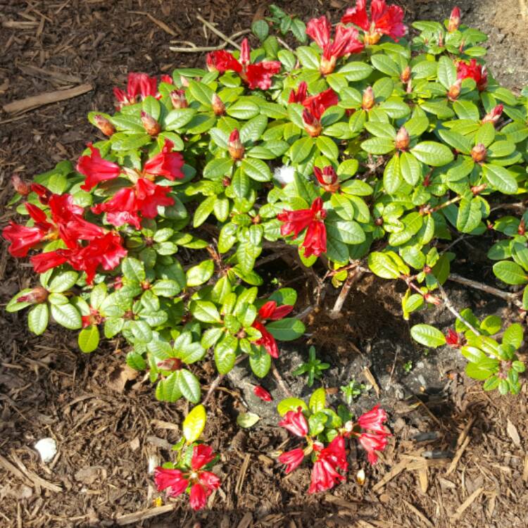 Plant image Rhododendron repens 'Bengal'