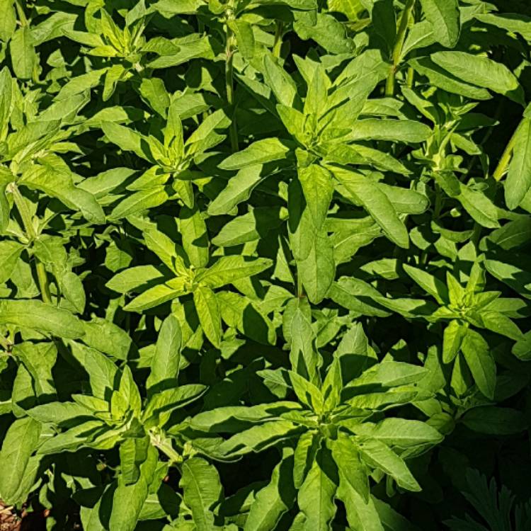 Plant image Lysimachia congestiflora