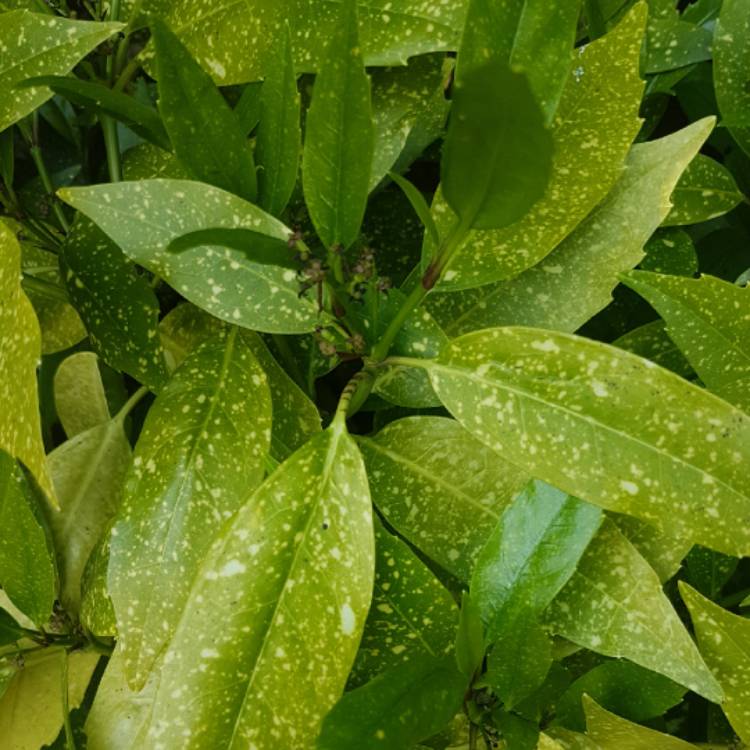 Plant image Aucuba japonica Variegata