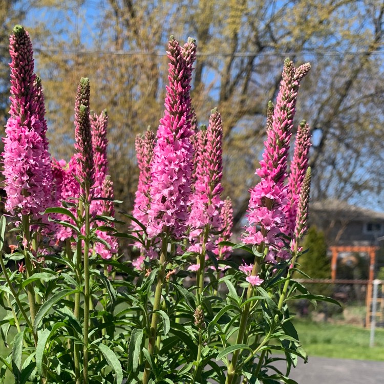 plant image 1297220