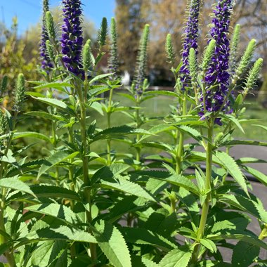 Speedwell