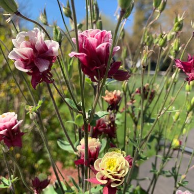 Columbine 'Nora Barlow'