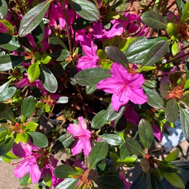 Azalea