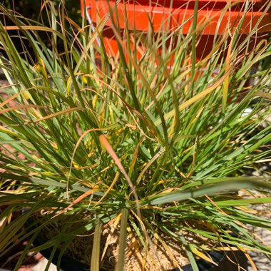 Pennisetum 'Hameln'