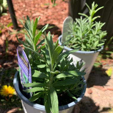 Lavender