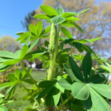 Lupine