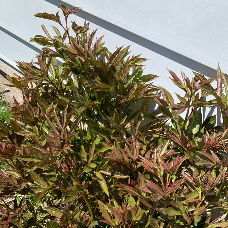 plant image 1297306