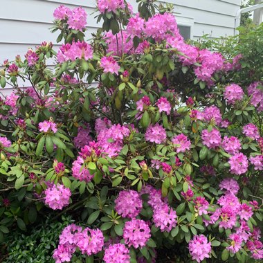 Colleen's garden