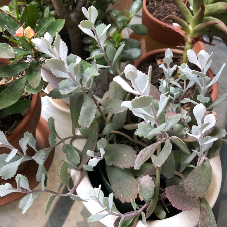 Plant image Kalanchoe Pumila