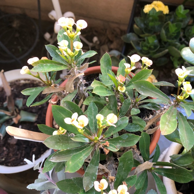 Plant image Euphorbia Milii 'Dwarf Cream'