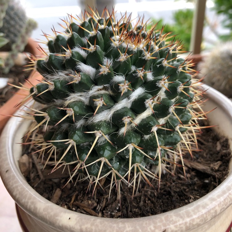 Plant image Mammillaria karwinskiana 'Nejapensis'