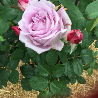 Rose 'Blue Moon' (Hybrid Tea)