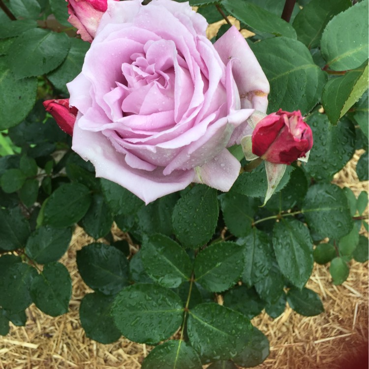 Plant image Rosa 'Tannacht' syn. Rosa 'Blue Moon', Rosa 'Blue Munday', Rosa 'Sissi', Rosa 'Navo-Rose', Rosa 'Mainzer Rad', Rosa 'Mainzer Fastnacht'