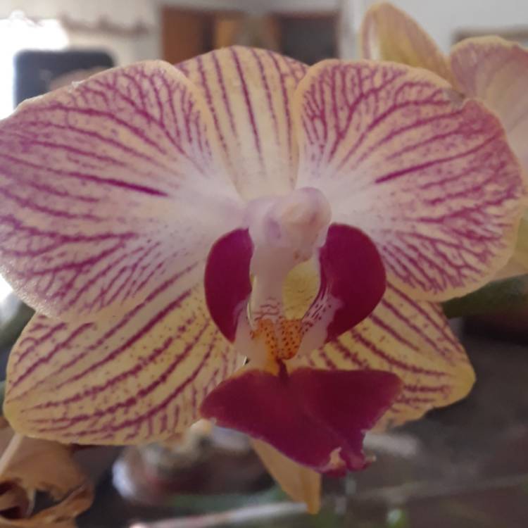plant image 618735