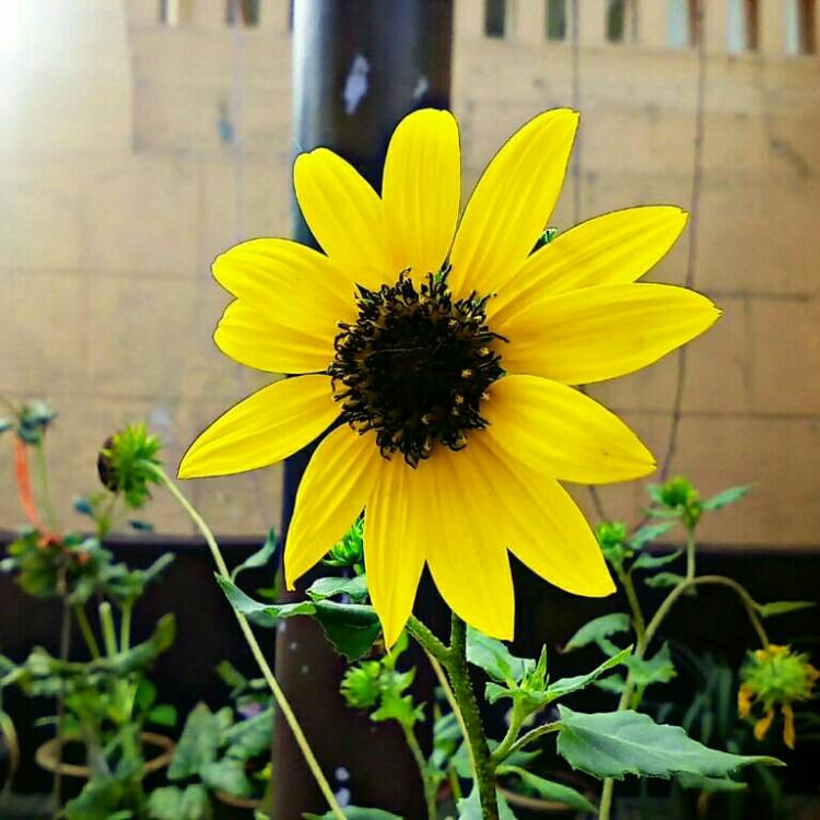 Plant image Helianthus annuus 'Micro Sun'
