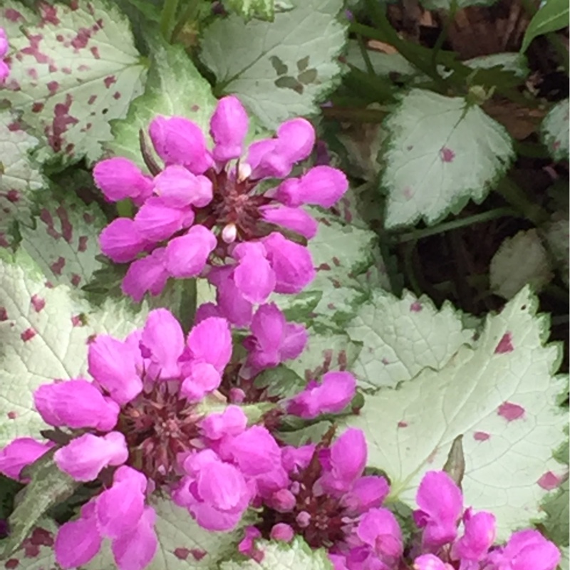 Plant image Lamium 'Maculatum' Beacon Silver'
