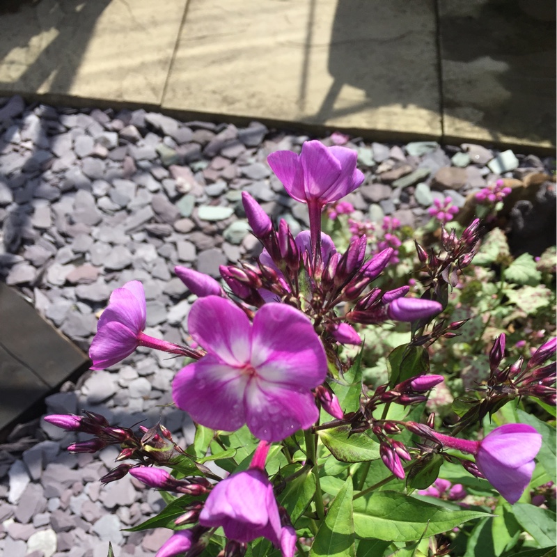 Plant image Phlox paniculata 'Purple Kiss'