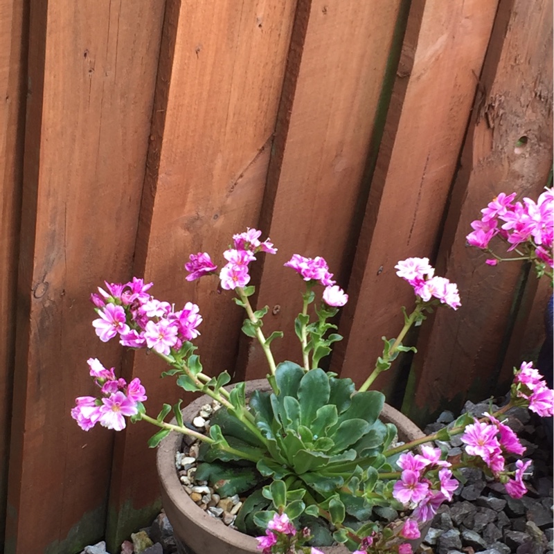 plant image 75513 plant image 75513