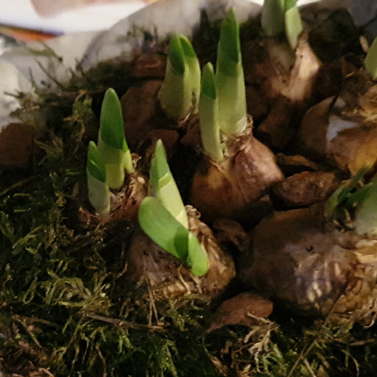 plant image 1222318